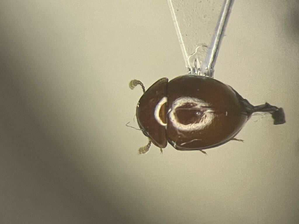 Agathidium angulare