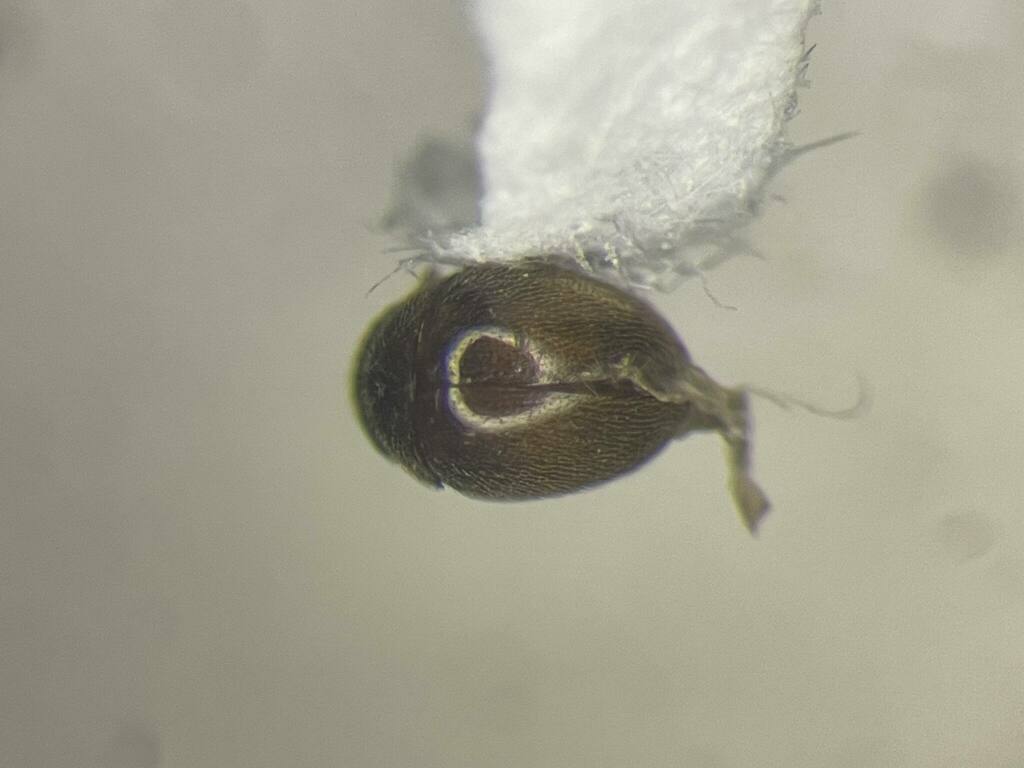 Pubescent minute beetle