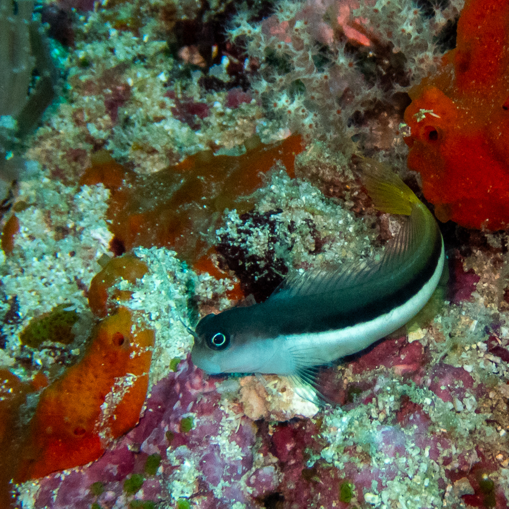 Bicolor Blenny