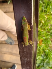 Phelsuma lineata