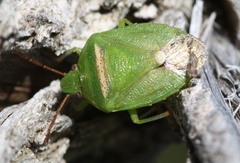 Ocirrhoe unimaculata