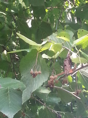 Tilia americana caroliniana