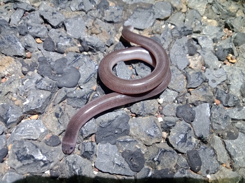Photo of a Robust Blind Snake (Anilios ligatus)