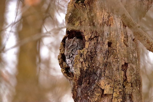 Eastern Screech-Owl photographed in Indiana