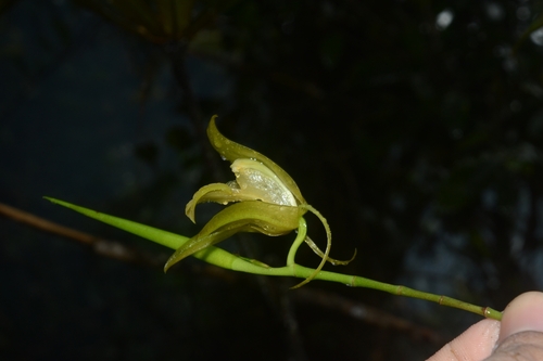 Coelogyne motleyi Rolfe ex J.J.Wood, D.A.Clayton & C.L.Chan