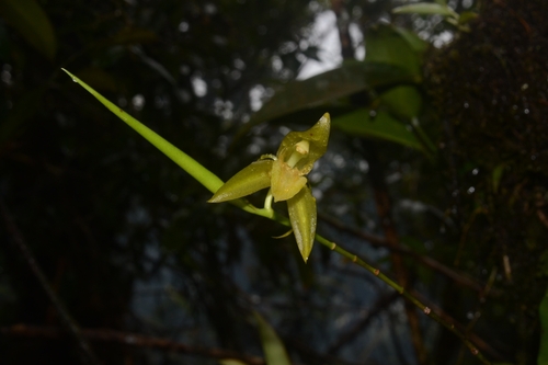 Coelogyne motleyi Rolfe ex J.J.Wood, D.A.Clayton & C.L.Chan 2