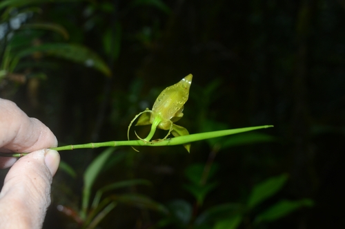 Coelogyne motleyi Rolfe ex J.J.Wood, D.A.Clayton & C.L.Chan 3