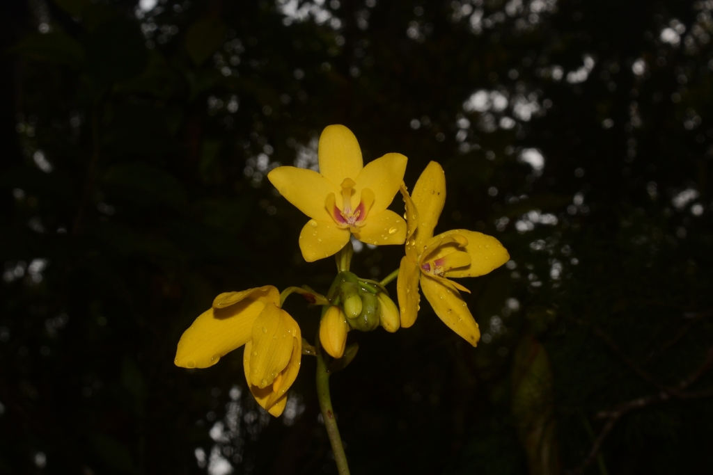Spathoglottis aurea (Spathoglottis aurea)