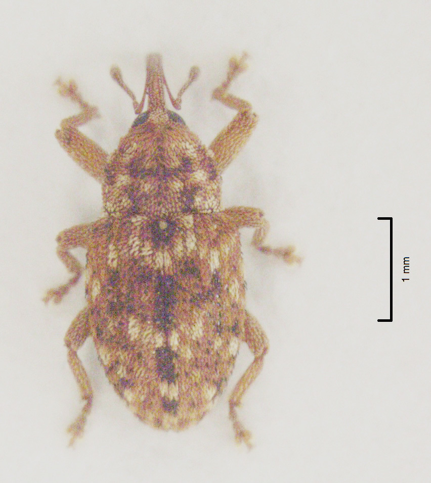 Storeus albosignatus