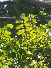Tilia americana caroliniana