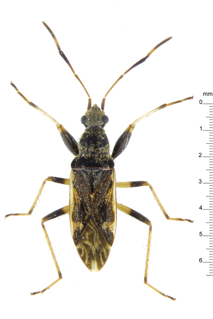 Horridipamera nietneri