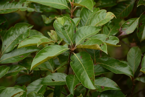 Image of Byrsonima crassifolia by (c) Siddarth Machado, some rights reserved (CC BY)