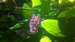 Medinilla speciosa