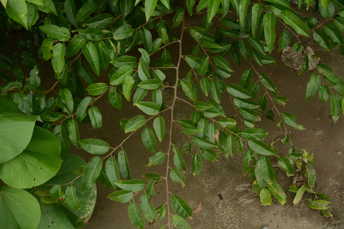 Dalbergia brownei (Dalbergia brownei)