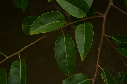 Image of Dalbergia brownei by (c) Siddarth Machado, some rights reserved (CC BY)