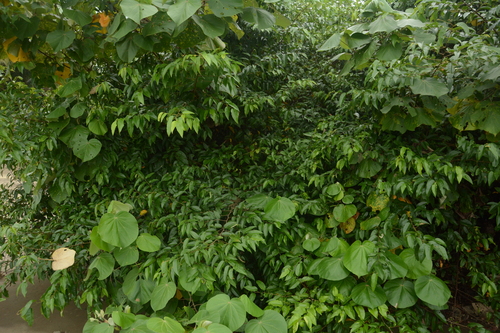 Image of Dalbergia brownei by (c) Siddarth Machado, some rights reserved (CC BY)