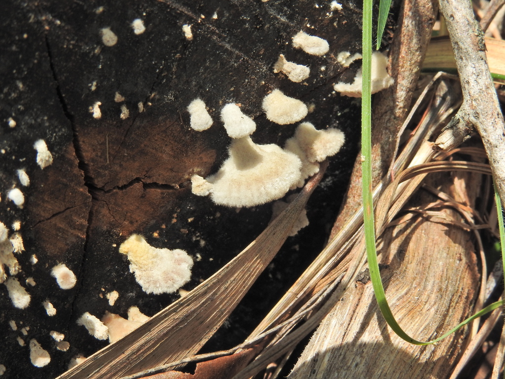 Schizophyllum commune · January 2025 · photo: © scottwgavins (iNaturalist, cc-by)