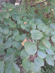 Tilia americana caroliniana