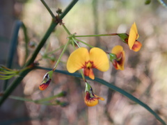 Daviesia wyattiana