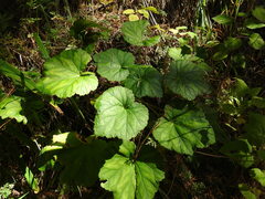 Heuchera longipetala, photograph (c) Leticia Jiménez Hernández, some rights reserved (CC BY-SA)