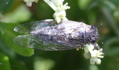 Physeema labyrinthica