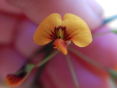 Daviesia wyattiana