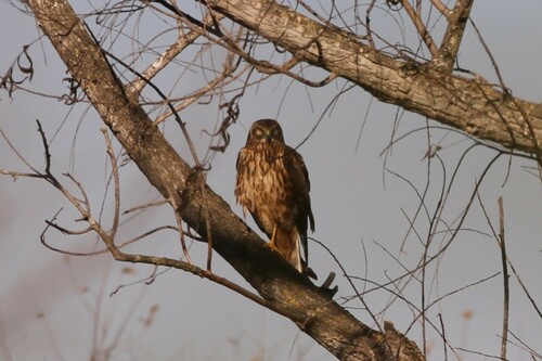 iNaturalist observation photo of Northern Harrier