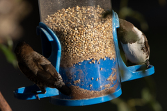 Spermestes cucullata scutata