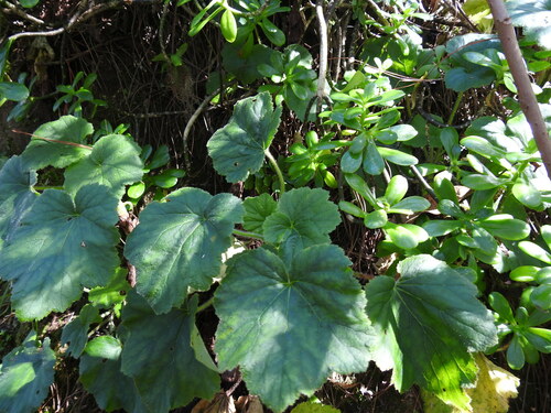 Heuchera longipetala, photograph 4