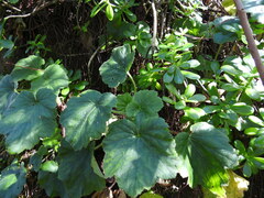 Heuchera longipetala, photograph (c) Leticia Jiménez Hernández, some rights reserved (CC BY-SA)