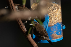 Spermestes cucullata scutata