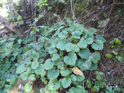 Heuchera longipetala, photograph 2