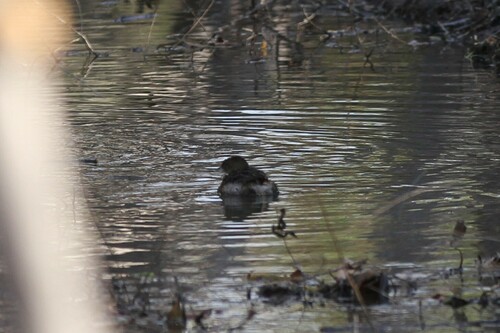 iNaturalist observation photo of Pied-billed Grebe