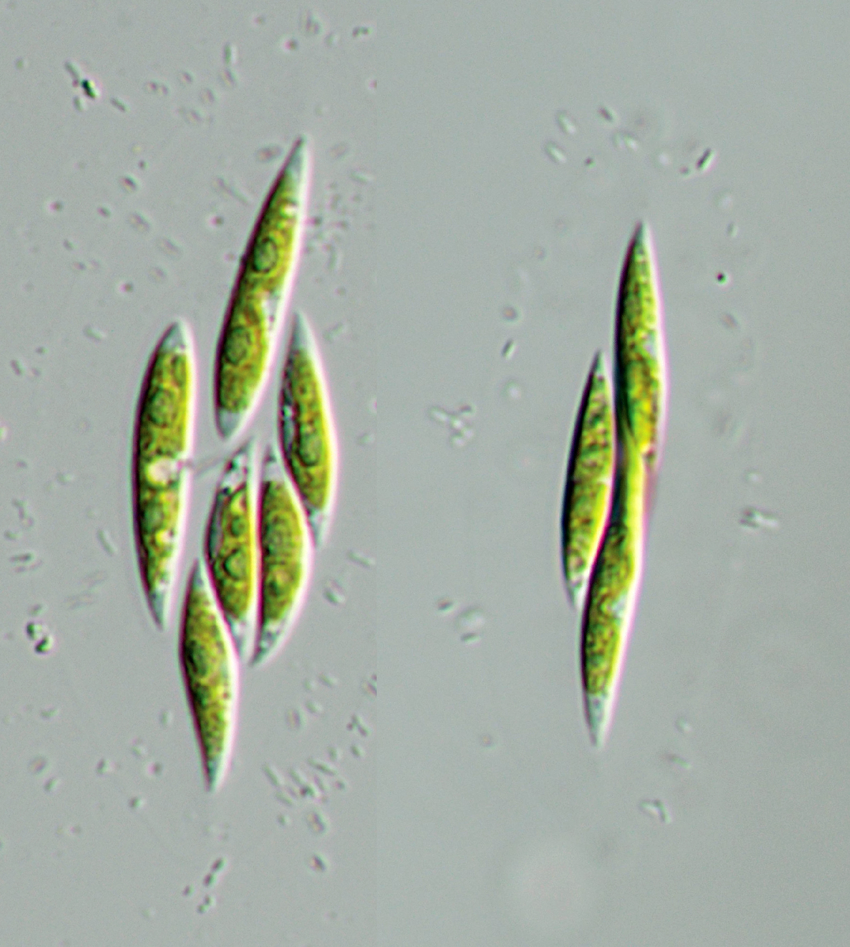 Cylindrocapsaceae