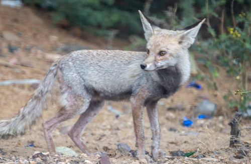 White-footed Fox