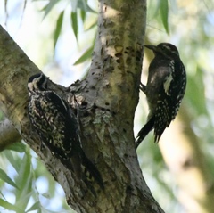 Sphyrapicus varius