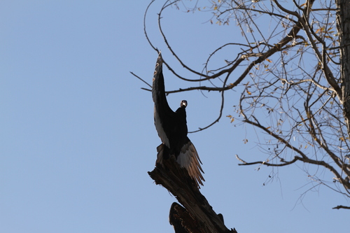 iNaturalist observation photo of Turkey Vulture