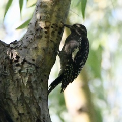 Sphyrapicus varius