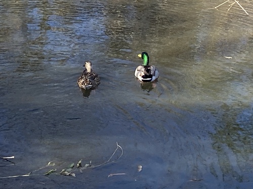 iNaturalist observation photo of Mallard