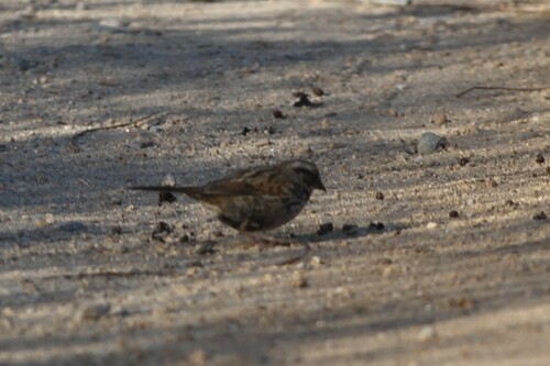 iNaturalist observation photo of Song Sparrow