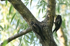 Sphyrapicus varius