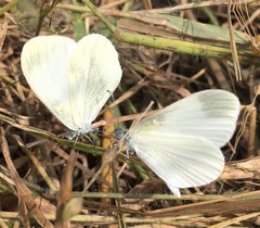 Dismorphiinae