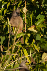 Colius striatus rhodesiae