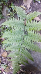 Athyriaceae