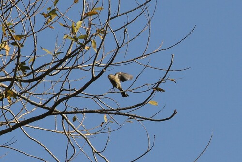 iNaturalist observation photo of Yellow-rumped Warbler