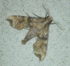 Callionima calliomenae