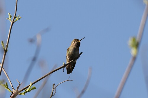 iNaturalist observation photo of Anna's Hummingbird