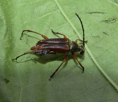Typocerus acuticauda