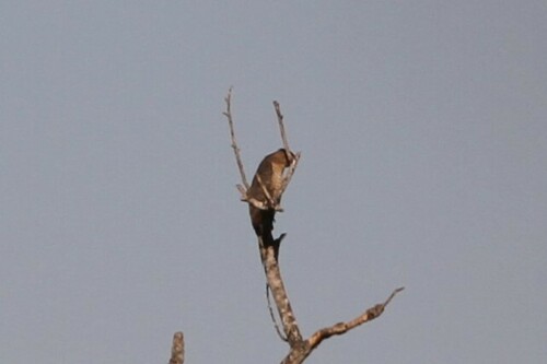 iNaturalist observation photo of Cooper's Hawk