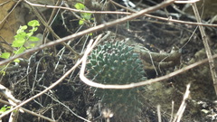 Mammillaria linaresensis